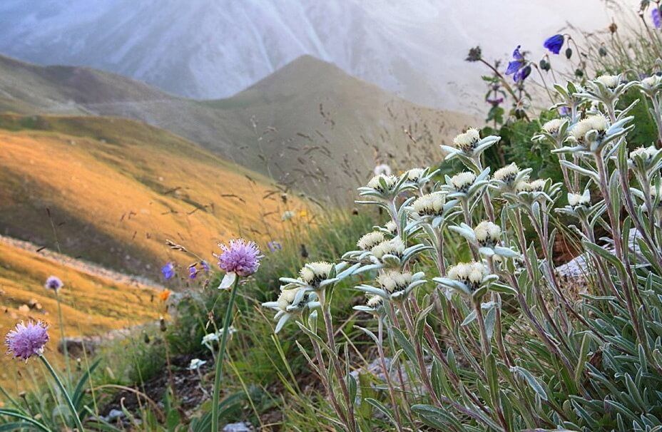 Горные козлы