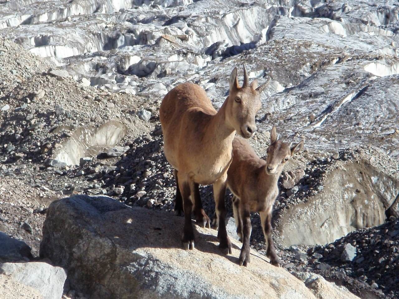 Горные козлы