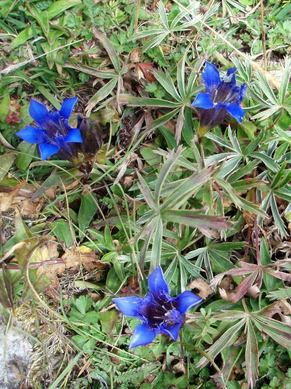 походы горы лето